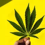 People allowed to grow own plants in Luxembourg