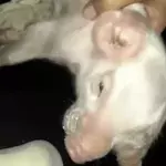 A piglet was born with a rare birth defect