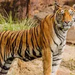 Poacher responsible for the death of 70 tigers has finally been caught by police