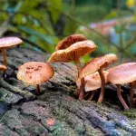 Police bust the UK's first magic mushroom factory in over 20 years 