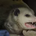 A possum holds a New Zealand woman hostage in her own home