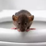 Rat infestation