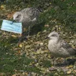 Seagulls eating face masks