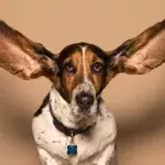 This sensory disorder allows you to 'see' sounds 