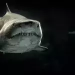 Shark