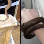 snake