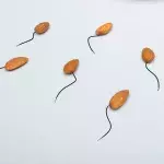 Sperm count