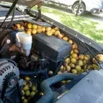 Squirrel goes nuts, stores 175 pounds of walnuts in pickup while owner was away. 