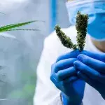 Study Shows CBD Can Kill Bacteria Responsible for Several Superbugs