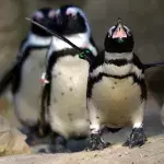 Swarm of bees kills 63 endangered penguins in South Africa