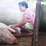 They Witnessed A Pig Giving Birth But What They Saw Was Out Of This World