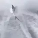 Three men were arrested after a viral video showed them torturing a shark