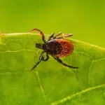 Ticks in the UK