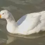 Town to erect statue in honour of a beloved goose