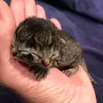 two faced kitten biscuits and gravy