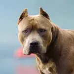 This video of a ferocious dog attacking a little girl has shaken the entire world