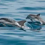 Virus detected in dolphin