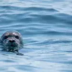 Watch: The Hilarious Moment a Hungry Seal Slaps Kayaker With an Octopus 