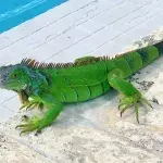 Watch: Iguana viciously attacks woman doing yoga on the beach