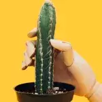 What causes penile burning after sex?