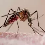 WHO approved world’s first malaria vaccine for rollout in Africa