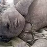 A Woman In Egypt Recently Gave Birth To A ‘Cyclops Baby’