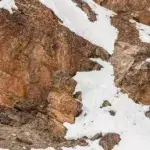 Would you believe there's an animal hidden in this picture?