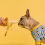 You could go to jail for putting your dog on a vegetarian diet