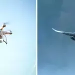 Drone and pigeon