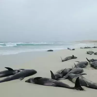 136 Dolphins Found Dead
