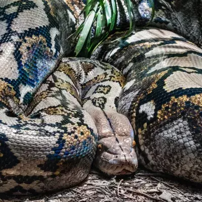 A 23 foot-long python swallowed a woman in Indonesia