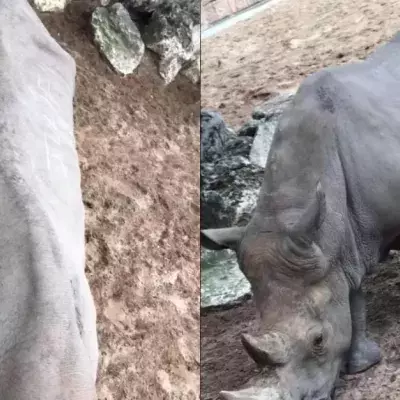 The 35-year-old rhino called Noelle had the names Julien and Camille etched into her skin