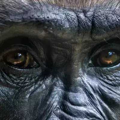 5 things you need to know about the gorilla, the largest of all primates