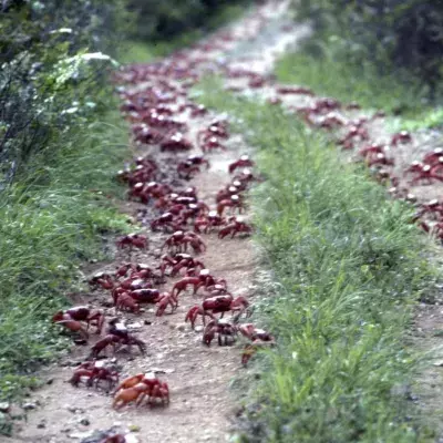 50 million crabs block roads as they migrate to the ocean to breed