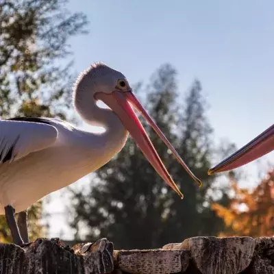 750 pelicans found dead at world heritage site in Senegal 