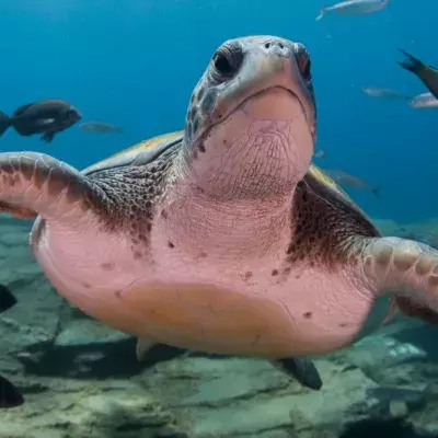 An 8-million-year-old turtle shell was found in Venezuela and it belongs to the largest turtle who ever lived