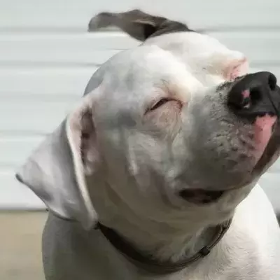 After Pit Bulls Were Banned From The State Of Michigan, He Had To Fight To Keep His Dog