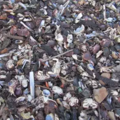 Alarm raised as thousands of dead sea creatures wash up on UK beach