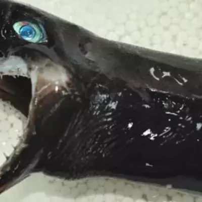 This Alien-Like Species of Shark Has Left Taiwanese Researchers Baffled