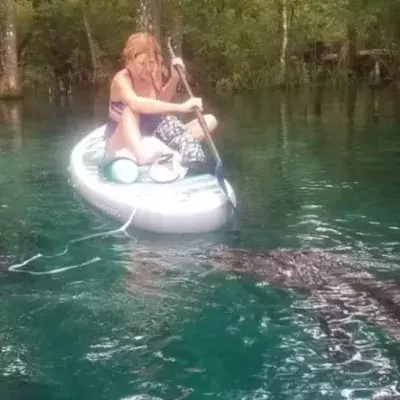 Alligator attack