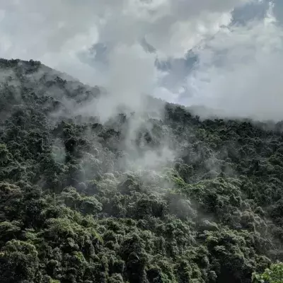 The Amazon rainforest is now releasing more carbon pollution than it absorbs