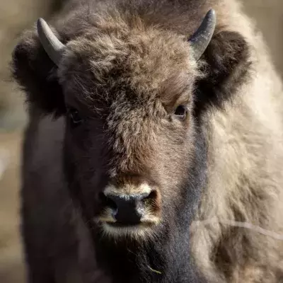 In America, 45,000 hunters are preparing to kill 12 bisons