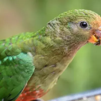 Animals are evolving to cope with the climate crisis