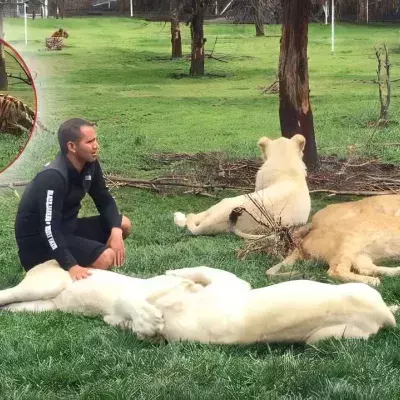 Animals