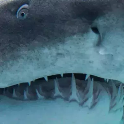 Archaeologists In The United States Have Discovered The Head Of A Monster, 330-Million-Year-Old Shark