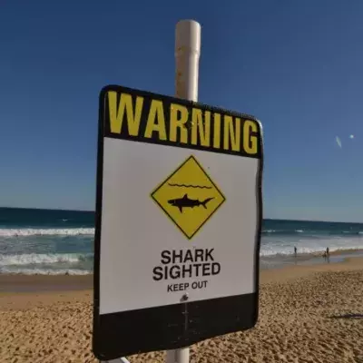 Australian surfer dies after being attacked by a shark