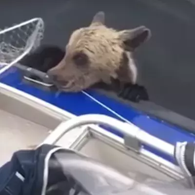 Baby bear reaches out for help