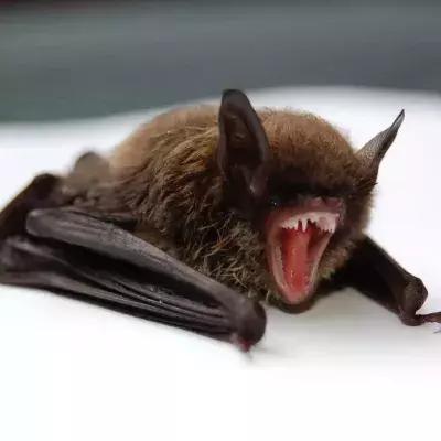 Bats have been the main targets of inquiry