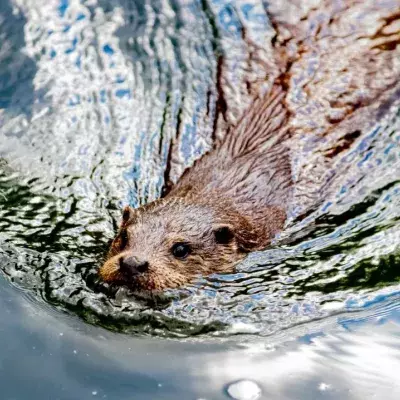 Beaver mauls and almost kills elderly man in freak rabid attack