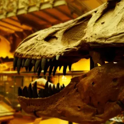 Because It Gnawed At Bones, This Dinosaur Had Teeth That Grew Back Every Two Months